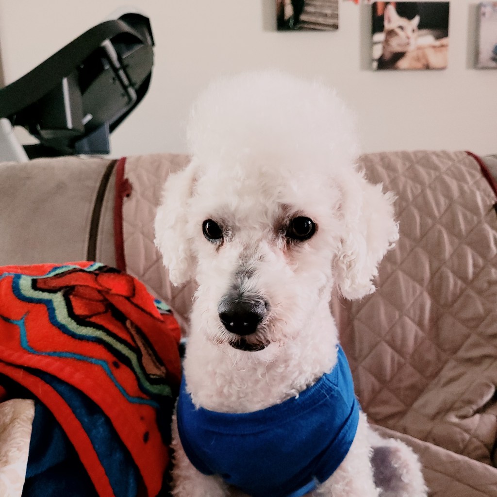 Mochi goes back to&nbsp;mohawk