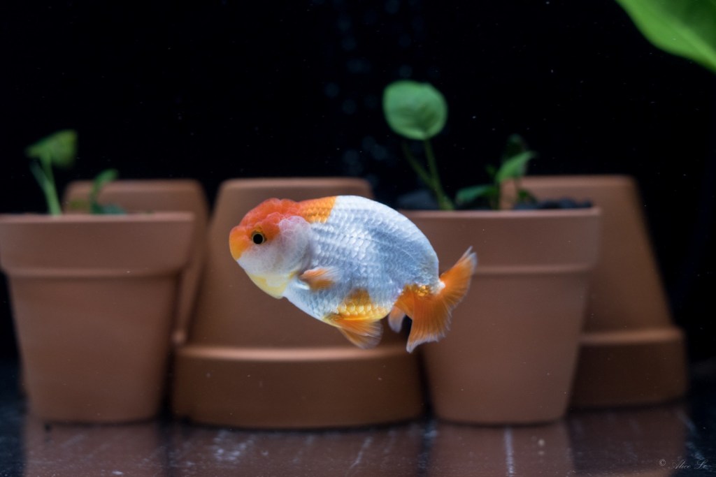 No more sand and artificial plants for&nbsp;me